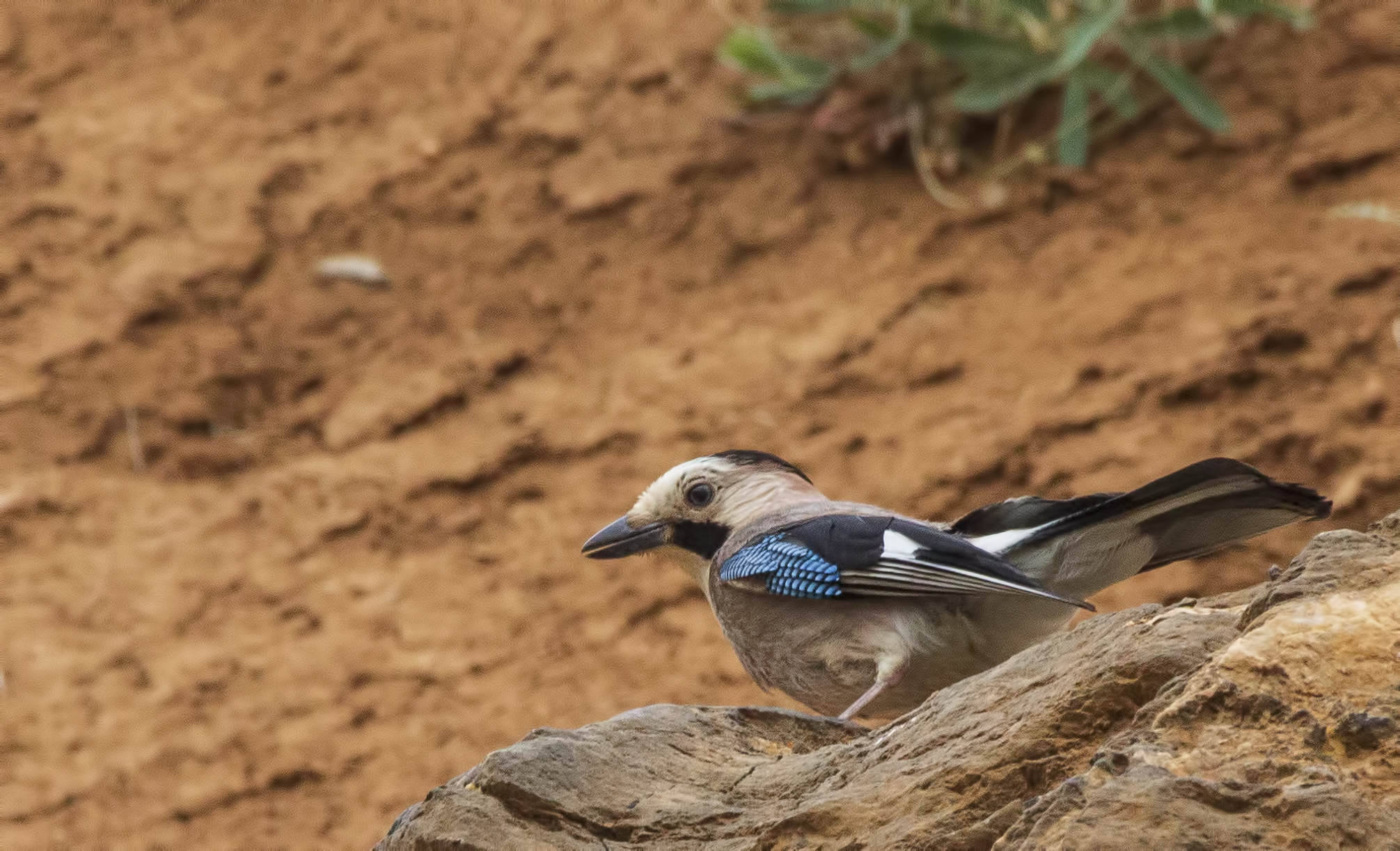 Eurasian Jay
